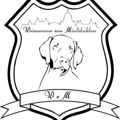 Weimaraner vom Mindelschloss
