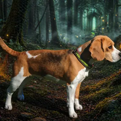 Wurfankündigung BEAGLE – Beagle Welpe, Bayern, Raised by Beagle von der Theresienhöhe