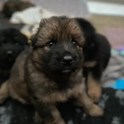 C-Wurf – Altdeutscher Schäferhund Welpe, Baden-Württemberg, Aufgezogen von Altdeutsche Schäferhunde vom Hofe Sankt-Katharina