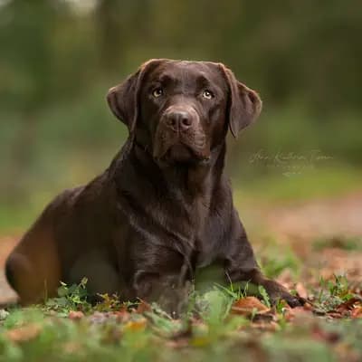 Labrador Retriever vom Hisselsberg
