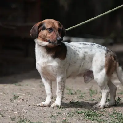 Klecks – Bracke-Beagle Mix, Nordrhein-Westfalen, På internat Fellfreunde e.V.