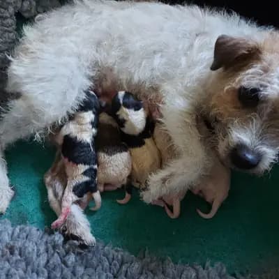 Orly Beauty – Parson Russell Terrier Welpe, Oberösterreich, Aufgezogen von Von der Bayrischen Au