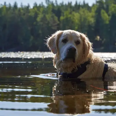 Listenhunde Baden-Württemberg 2026: Liste, Wesenstest, Auflagen & Hundesteuer