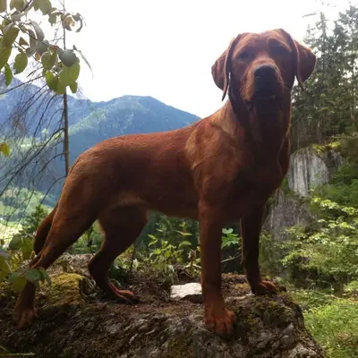 Labradorzucht vom Gut Feuerhof cover