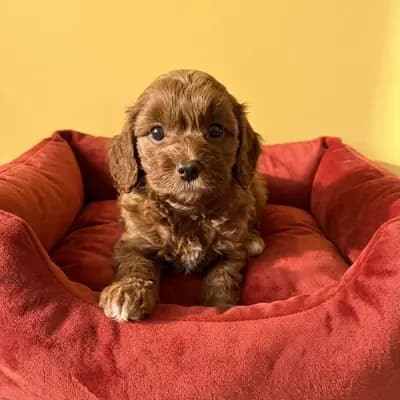 Die bildhübsche Maltipoo Hündin Hilde sucht noch ihre Traumfamilie – Maltipoo Welpe, Thüringen, Raised by 1. Maltipoo Zucht in Thüringen