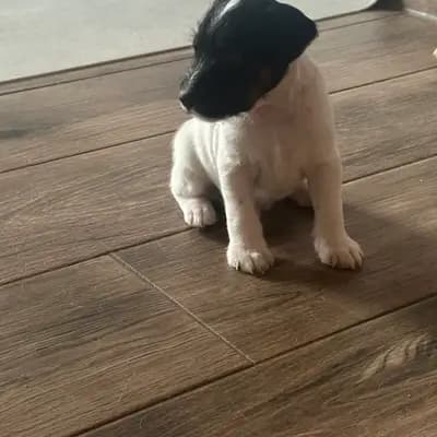 Karlo – Parson Russell Terrier Welpe, Brandenburg, Aufgezogen von vom Reichenwalder Land