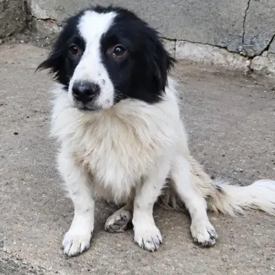 Yura – Mischling, Baden-Württemberg, På internat Animal Souls e.V.