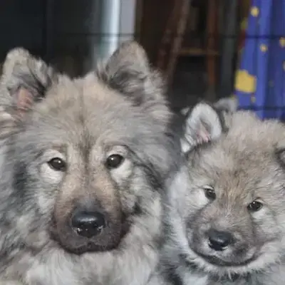 Eurasier vom Sitara cover