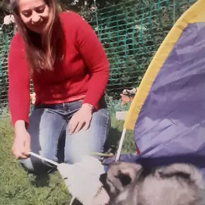 Despinas Zauberwölfe Wolfsspitzzucht