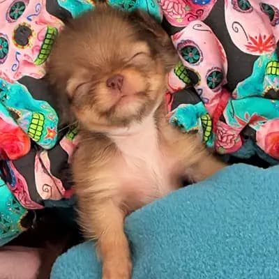 Chihuahua vom Hinkelstein