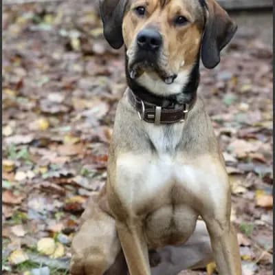 Goofy – Rhodesian Ridgeback, Rheinland-Pfalz, Im Tierheim Tierheim Pirmasens