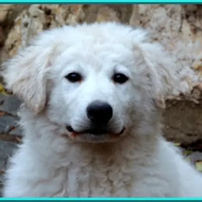 Wurf aus Ambar & Arad – Kuvasz Wurf, Rheinland-Pfalz, Raised by Kuvasz Zucht "Vom Quecksilber"