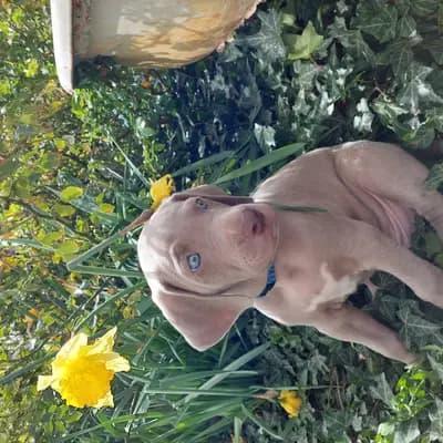 Weimaraner aus der Holzgasse