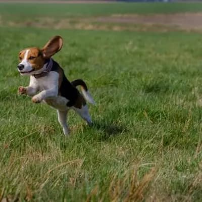 Treeing Walker Coonhound – Hunderasse