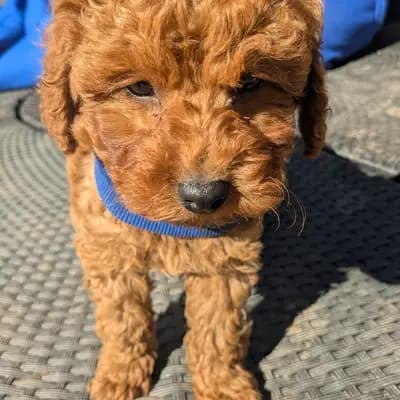 YouTube, TikTok, lernt rund um Pudel, Welpen, Geburt, Erziehung, Hundegruppe – Pudel (Toy) Welpe, Schleswig-Holstein, Allevato da Silke's Lebensträumchen