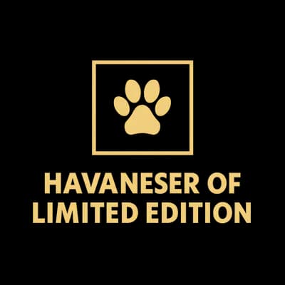 Unbenannt – Havaneser Welpe, Baden-Württemberg, Выращен Havaneser of Limited Edition