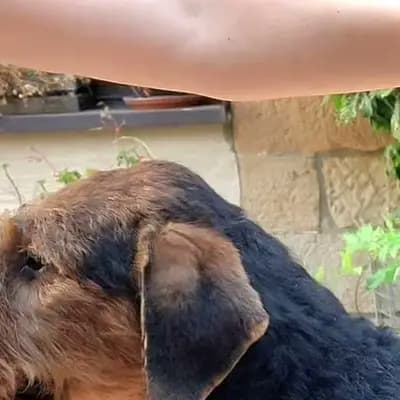 Fiete – Airedale Terrier Welpe, Sachsen, Élevé par Zwinger vom Elbsandstein