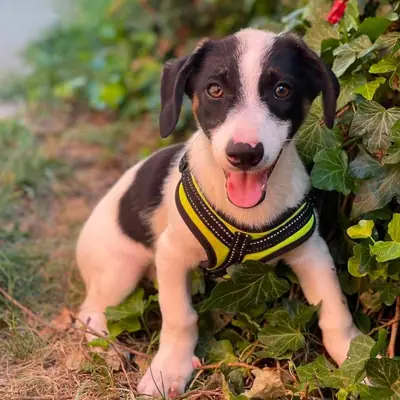 Lexy – Unbekannt (evtl. Dackelmischling), At shelter Animal Souls e.V.