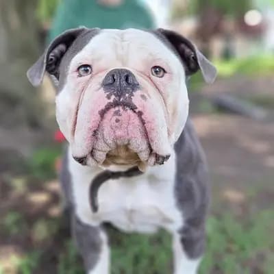 Eddy – Old English Bulldog, Hamburg, Im Tierheim Tierheim des Hamburger Tierschutzverein von 1841