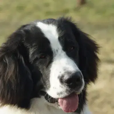 Landseer vom Sieben-Erlen-See cover