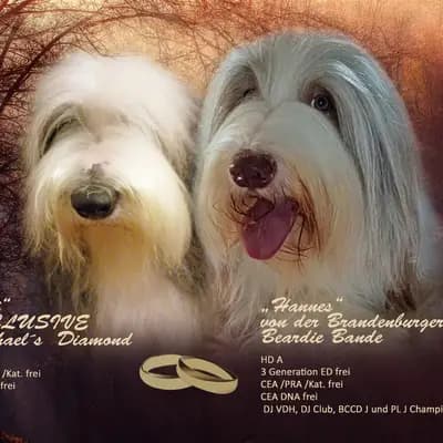 Ludwig – Bearded Collie Welpe, Sachsen, Grootgebracht door Heart Diamond Bearded Collies