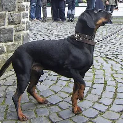 Brandlbracke – Hunderasse