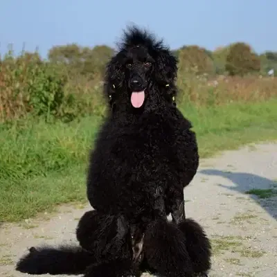 Pudel vs. Goldendoodle: Hvilken hund passer bedst til dig?
