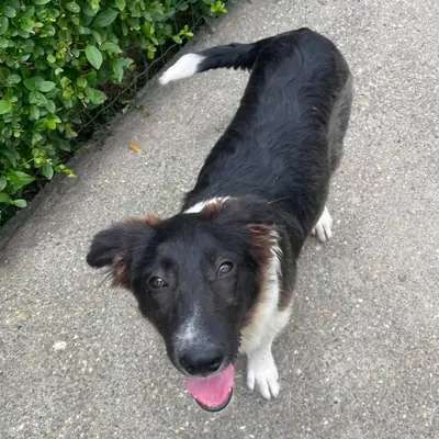 Panda – Mischling, At shelter Animal Souls e.V.