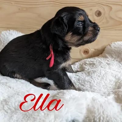 Ella – Wäller Welpe, Niedersachsen, Opdrættet af Wäller aus der Obergrafschaft