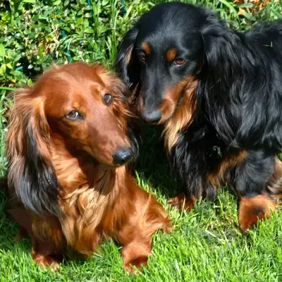 Gravhund vs. Beagle: Hvilken hund passer bedst til dig?