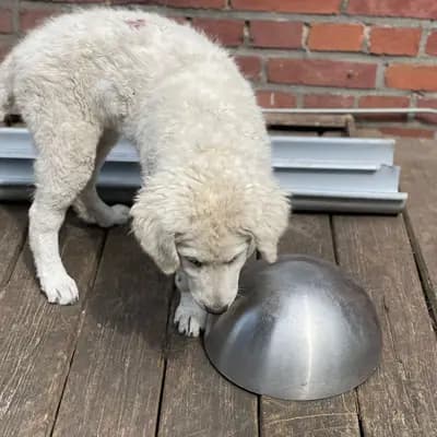 Xaver – Kuvasz Welpe, Nordrhein-Westfalen, Raised by Kuvasz "von den großen Strolchen"