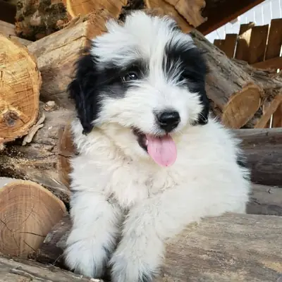 Lotte – Unbekannt (evtl. Hütehund-Mix), At shelter Animal Souls e.V.