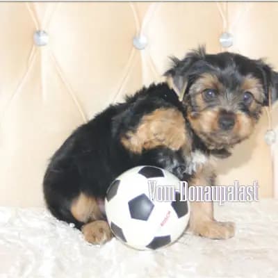 Yorkshire Terrier Welpen. Keine Mini. Biewer und Standard – Yorkshire Terrier Welpe, Bayern, Opdrættet af Hundezucht vom Donaupalast
