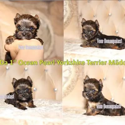 Farbige Yorkshire Terrier Welpen "vom Donaupalast". – Yorkshire Terrier Welpe, Bayern, Opdrættet af Hundezucht vom Donaupalast