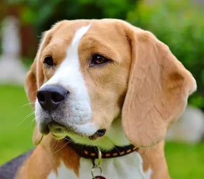 JA-Wurf – Beagle Wurf, Bayern, Allevato da Master of Dumphill Beagle Kennel