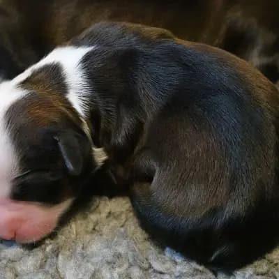 Klara – Tibet Terrier Welpe, Niedersachsen, Yetiştirildi von Rmi.lam Khyi