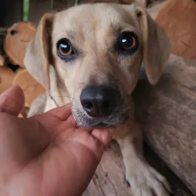 Sydney – Mischling, At shelter Animal Souls e.V.