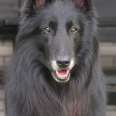 Groenendael – Hunderasse