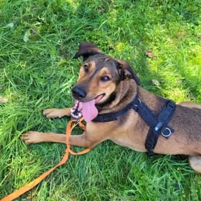 Jazz – Dobermann, Hessen, Im Tierheim Tierheim Wiesbaden
