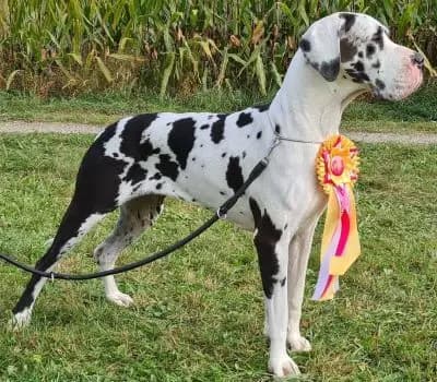 Bijou von der Waldschmiede – Deutsche Dogge Welpe, Nordrhein-Westfalen, Aufgezogen von Deutsche Doggen von der Waldschmiede