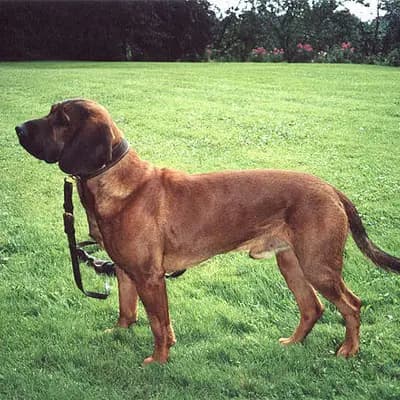 Hannoverscher Schweisshund – Hunderasse