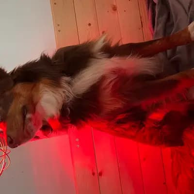 Enzo