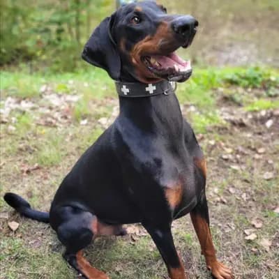 ZEUS – Dobermann, Bayern, Im Tierheim Tierheim München gGmbH Gnadenhof Kirchasch
