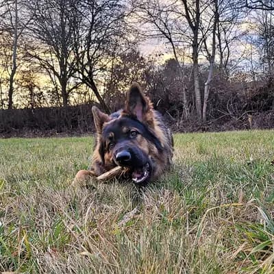 Altdeutsche Schäferhunde von Spirit of Damon