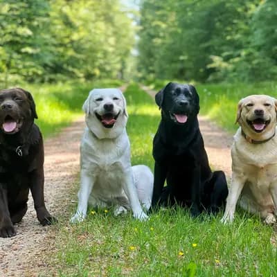 Labrador von der Quell Residenz