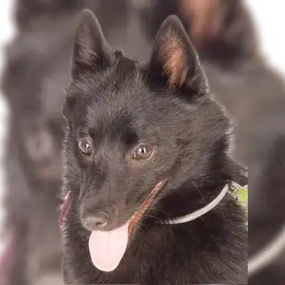 Sweet Wolfs cover