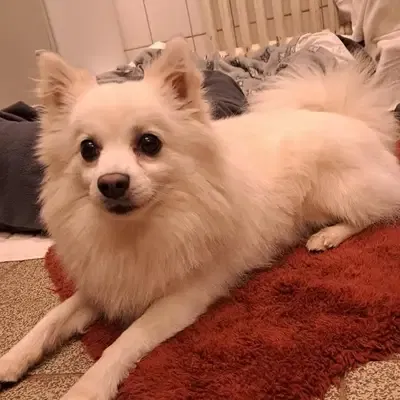 Pomeranian vs. Chihuahua: Hvilken hund passer til dig?