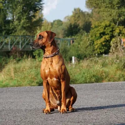 Anni