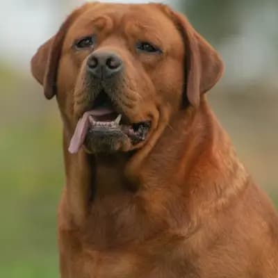 Benson