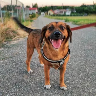 Sheldon – Kruising, Baden-Württemberg, Im Tierheim Animal Souls e.V.
